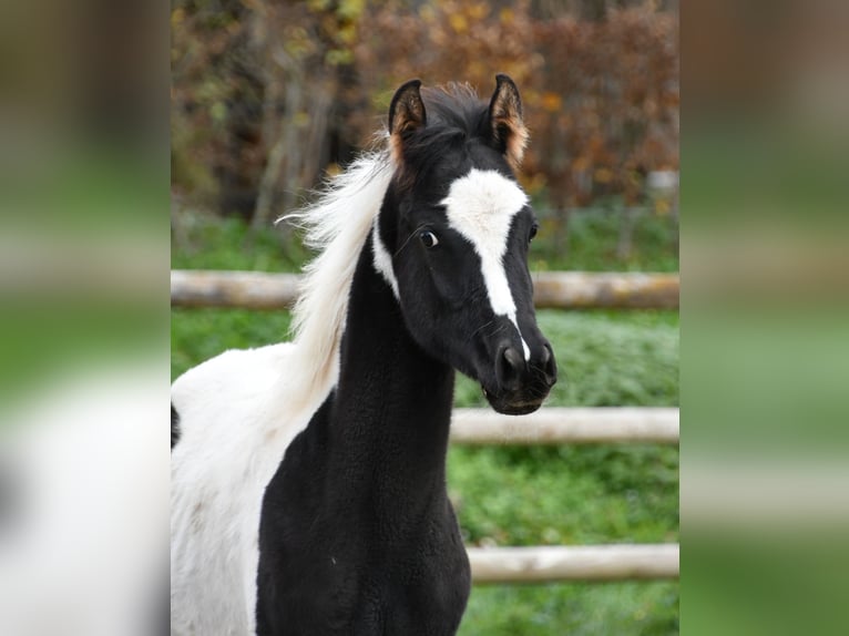 Arabisch Partbred Hengst 1 Jaar 153 cm Tovereo-alle-kleuren in Mörsdorf