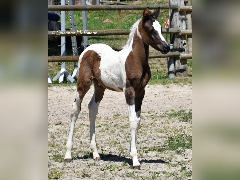 Arabisch Partbred Hengst 1 Jaar 153 cm Tovereo-alle-kleuren in Mörsdorf