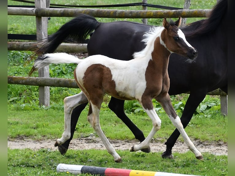 Arabisch Partbred Hengst 1 Jaar 153 cm Tovereo-alle-kleuren in Mörsdorf