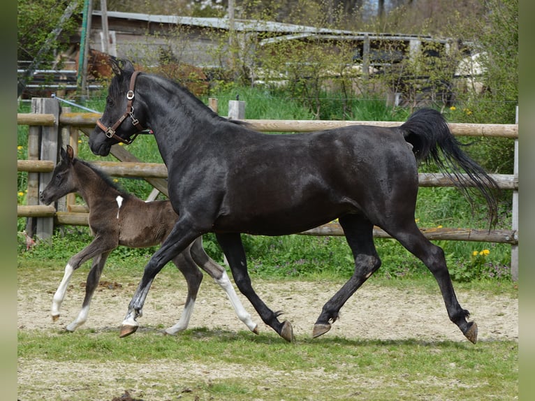 Arabisch Partbred Hengst 1 Jaar 153 cm Tovereo-alle-kleuren in Mörsdorf