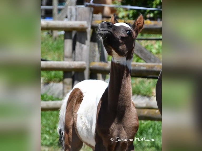 Arabisch Partbred Hengst 1 Jaar 153 cm Tovereo-alle-kleuren in Mörsdorf