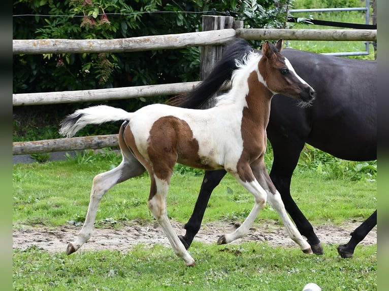 Arabisch Partbred Hengst 1 Jaar 153 cm Tovereo-alle-kleuren in Mörsdorf
