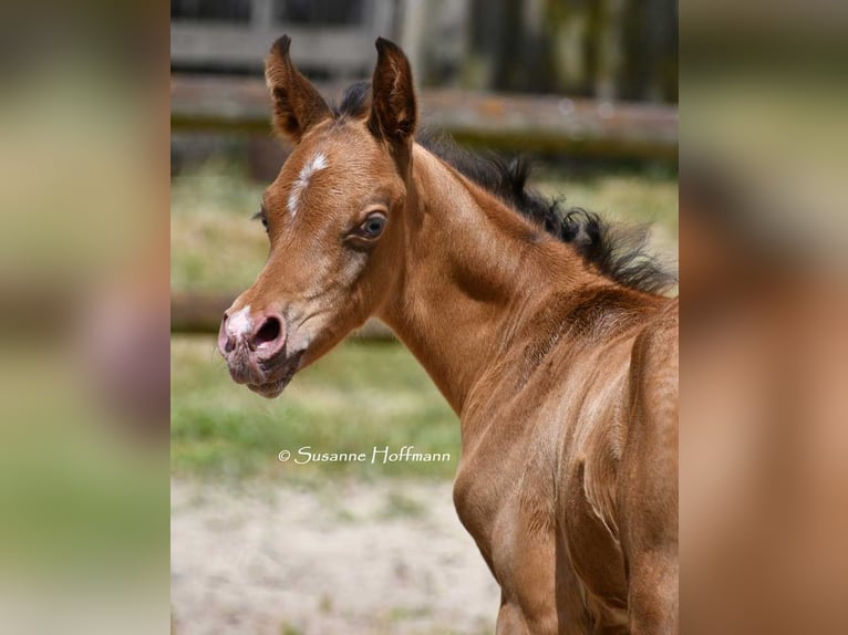 Arabisch Partbred Hengst 1 Jaar 155 cm Champagne in Mörsdorf
