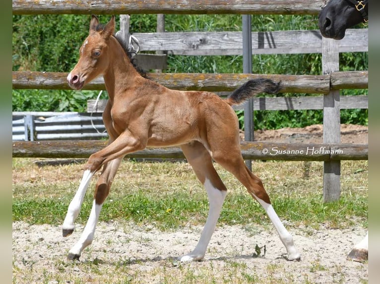 Arabisch Partbred Hengst 1 Jaar 155 cm Champagne in Mörsdorf