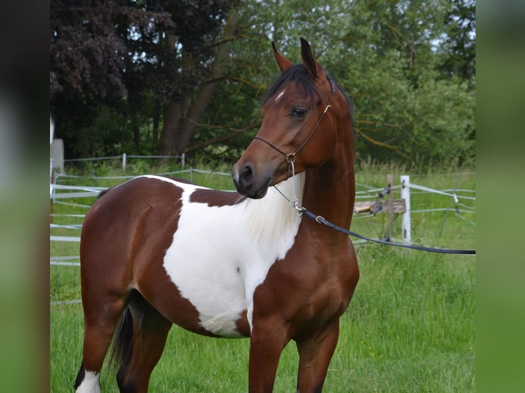 Arabisch Partbred Hengst 1 Jaar 155 cm Gevlekt-paard in Steinheim