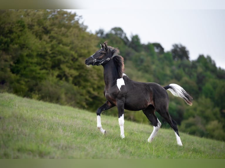 Arabisch Partbred Hengst 1 Jaar 155 cm Tobiano-alle-kleuren in Banská Bystrica