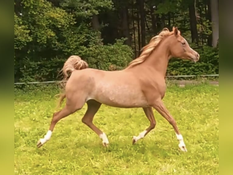 Arabisch Partbred Hengst 1 Jaar 156 cm Bruin in Haunetal