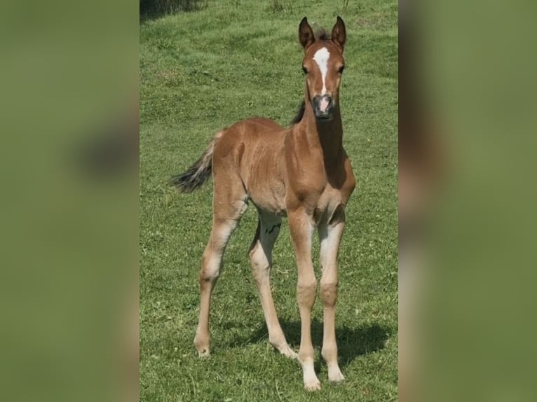 Arabisch Partbred Hengst 1 Jaar 156 cm Bruin in Haunetal