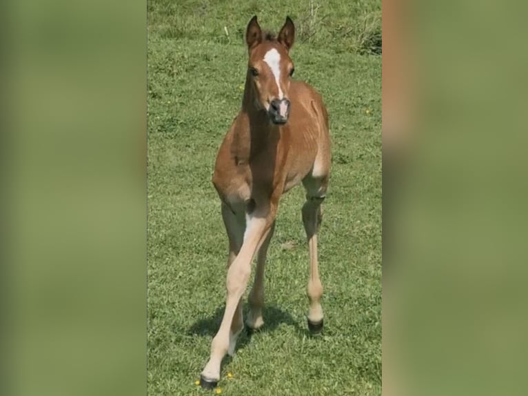 Arabisch Partbred Hengst 1 Jaar 156 cm Bruin in Haunetal