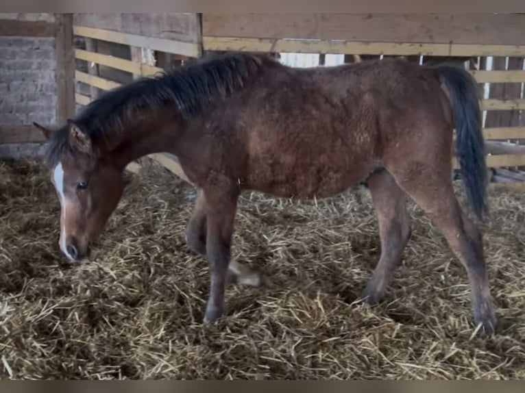 Arabisch Partbred Hengst 1 Jaar 156 cm Bruin in Haunetal