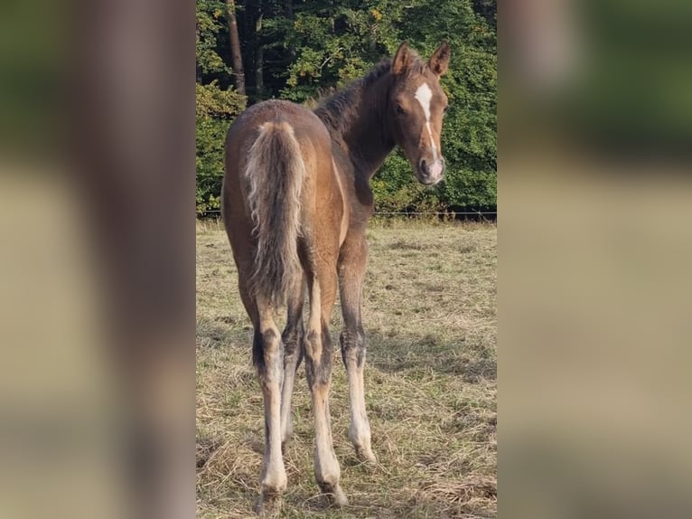 Arabisch Partbred Hengst 1 Jaar 156 cm Bruin in Haunetal
