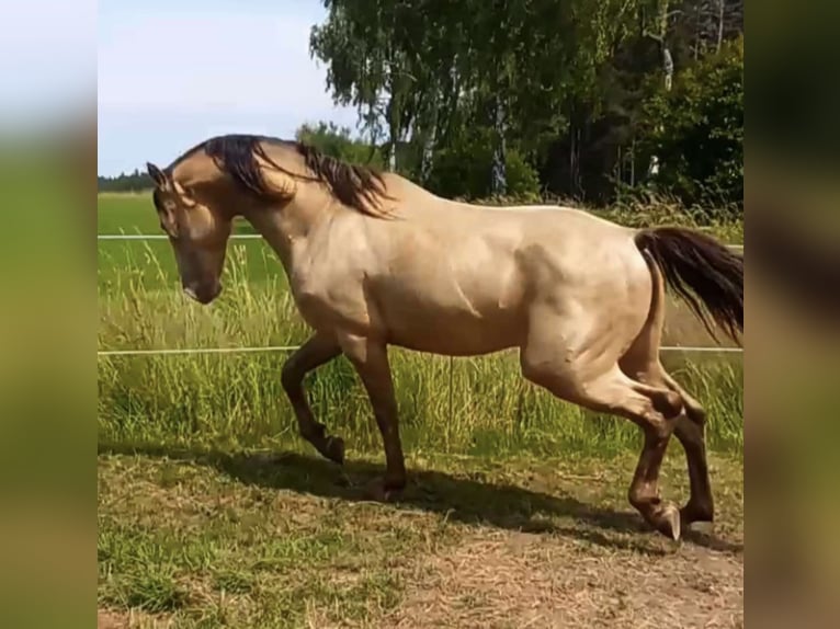 Arabisch Partbred Hengst 1 Jaar 156 cm Bruin in Haunetal