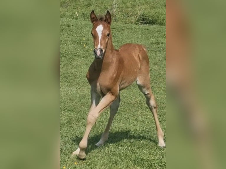 Arabisch Partbred Hengst 1 Jaar 156 cm Bruin in Haunetal