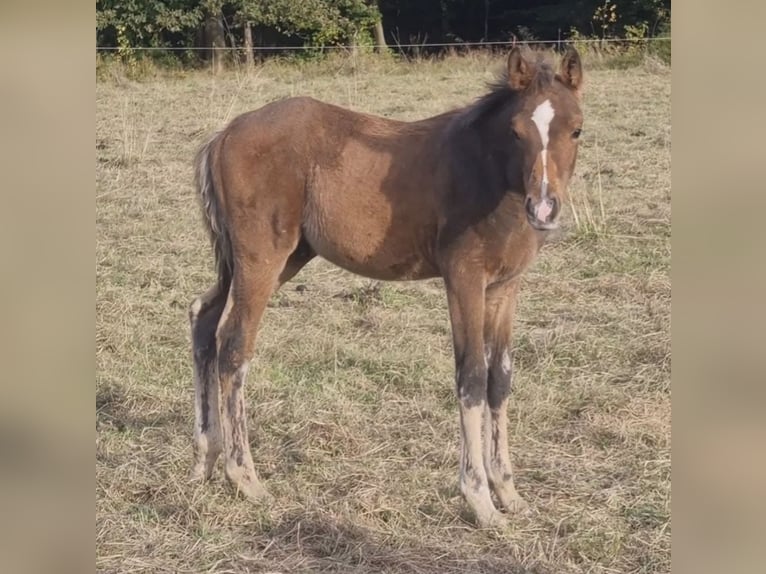 Arabisch Partbred Hengst 1 Jaar 156 cm Bruin in Haunetal