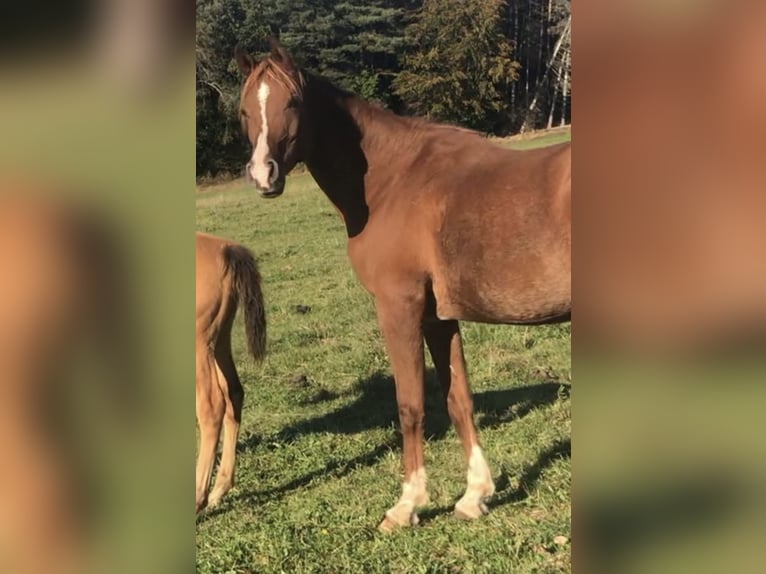 Arabisch Partbred Hengst 1 Jaar 156 cm Bruin in Haunetal