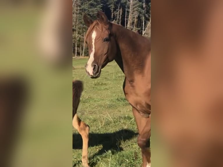 Arabisch Partbred Hengst 1 Jaar 156 cm Bruin in Haunetal