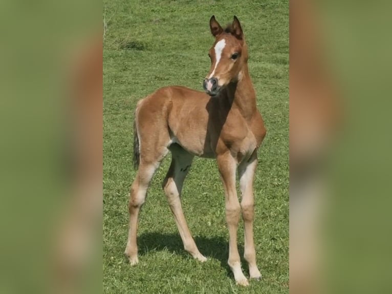 Arabisch Partbred Hengst 1 Jaar 156 cm Bruin in Haunetal
