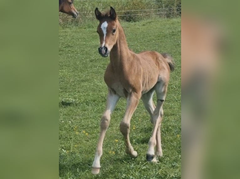 Arabisch Partbred Hengst 1 Jaar 156 cm Bruin in Haunetal