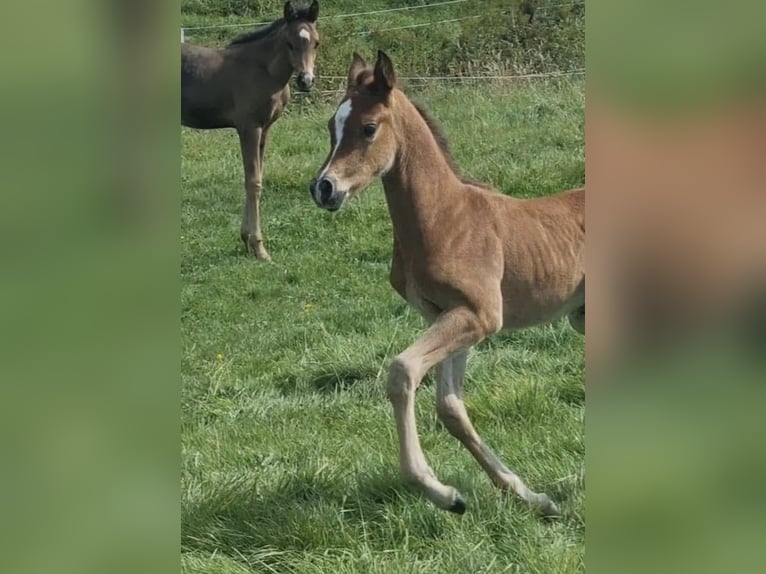 Arabisch Partbred Hengst 1 Jaar 156 cm Bruin in Haunetal