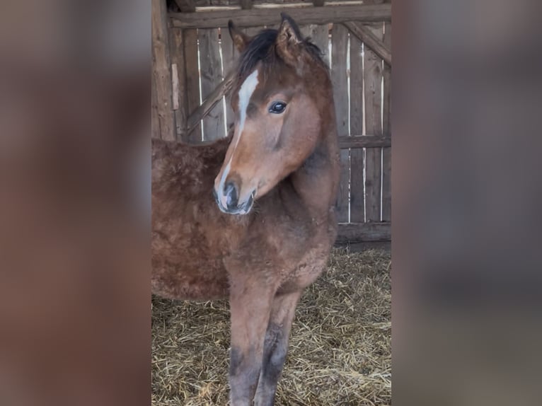 Arabisch Partbred Hengst 1 Jaar 156 cm Bruin in Haunetal