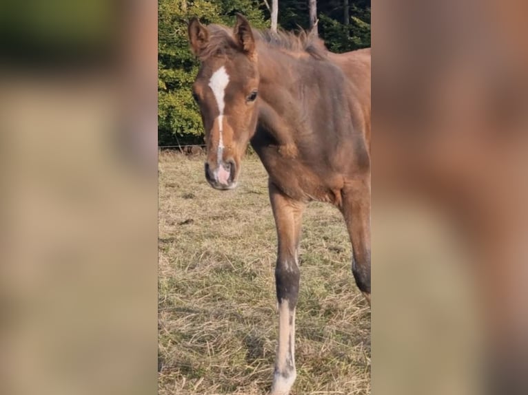 Arabisch Partbred Hengst 1 Jaar 156 cm Bruin in Haunetal