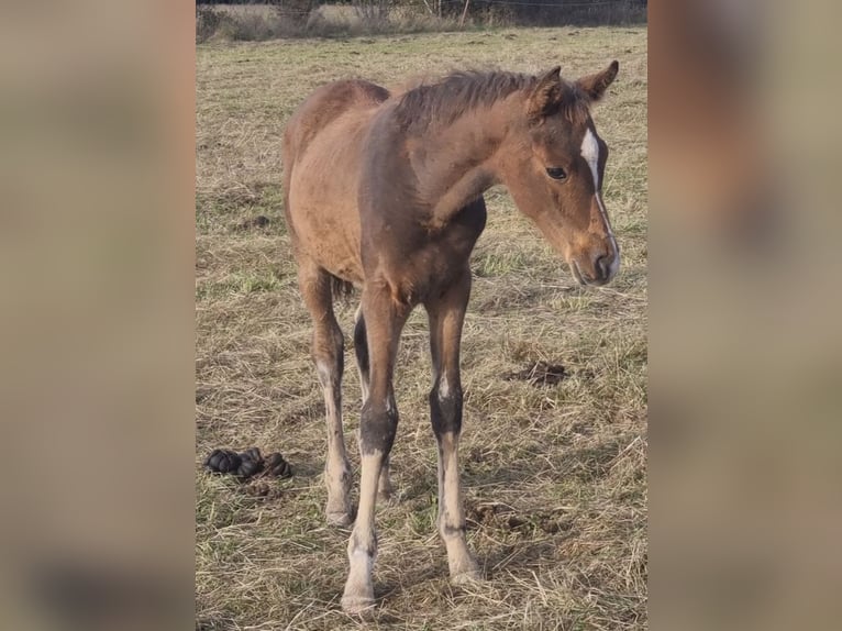 Arabisch Partbred Hengst 1 Jaar 156 cm Bruin in Haunetal