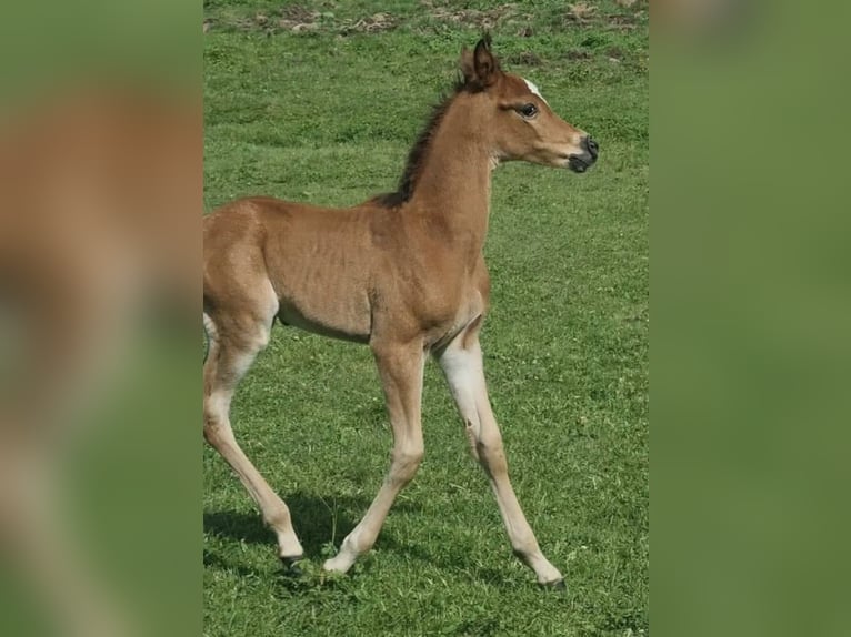 Arabisch Partbred Hengst 1 Jaar 156 cm Bruin in Haunetal