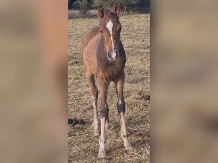 Arabisch Partbred Hengst 1 Jaar 156 cm Bruin in Haunetal