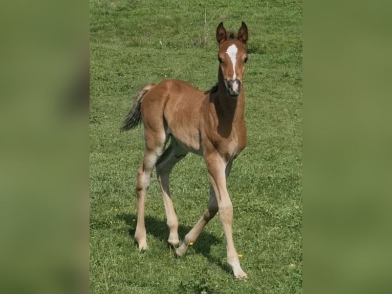 Arabisch Partbred Hengst 1 Jaar 156 cm Bruin in Haunetal