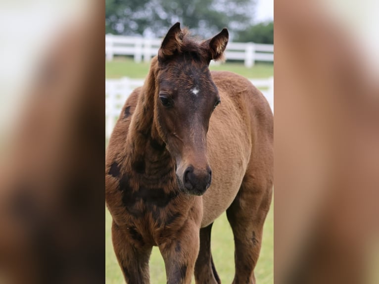 Arabisch Partbred Hengst 1 Jaar 164 cm Bruin in Bad Oldesloe