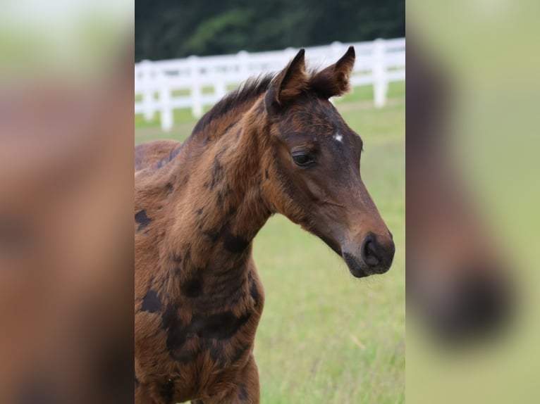 Arabisch Partbred Hengst 1 Jaar 164 cm Bruin in Bad Oldesloe