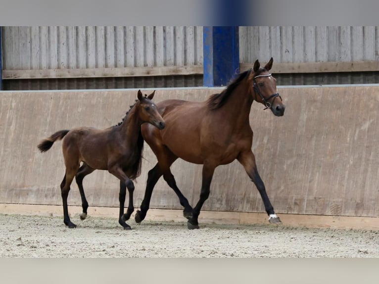 Arabisch Partbred Hengst 1 Jaar 164 cm Bruin in Bad Oldesloe