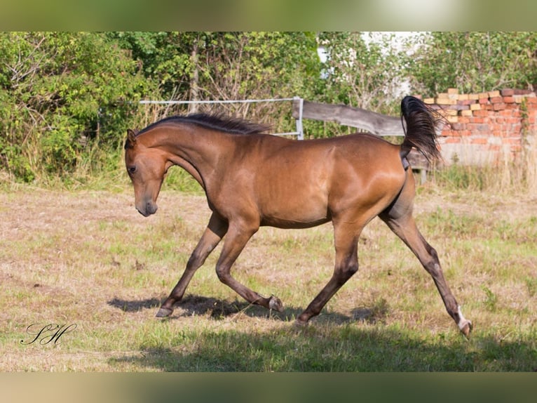 Arabisch Partbred Hengst 1 Jaar Bruin in Senst