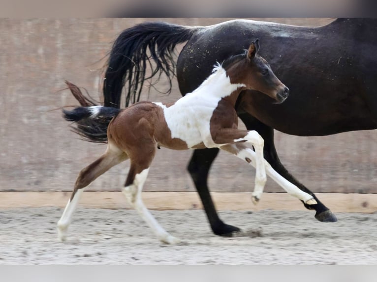 Arabisch Partbred Hengst 1 Jaar Gevlekt-paard in Bad Oldesloe