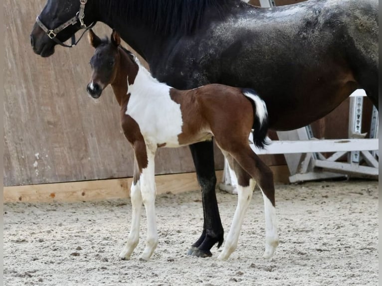 Arabisch Partbred Hengst 1 Jaar Gevlekt-paard in Bad Oldesloe