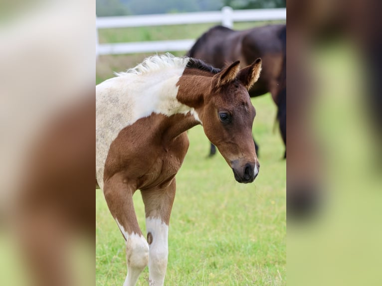 Arabisch Partbred Hengst 1 Jaar Gevlekt-paard in Bad Oldesloe