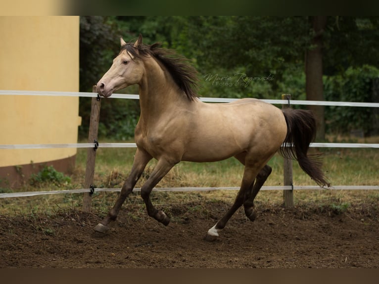 Arabisch Partbred Hengst 20 Jaar 148 cm Champagne in Beaumont-Pied-de-B&#x153;uf