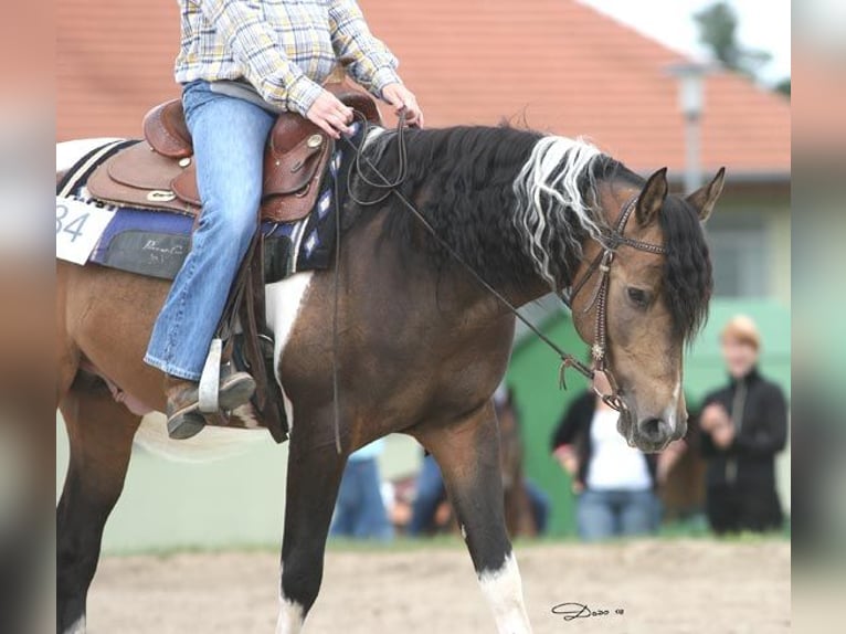 Arabisch Partbred Hengst 23 Jaar 156 cm Buckskin in Kraichtal