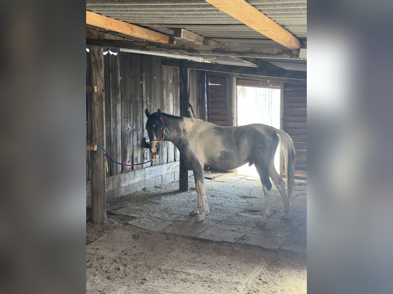 Arabisch Partbred Hengst 2 Jaar 140 cm Gevlekt-paard in Höbersdorf