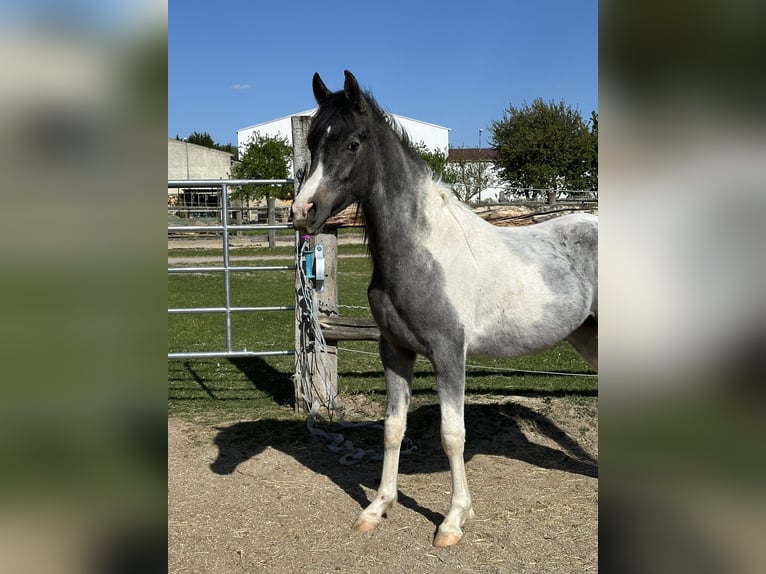 Arabisch Partbred Hengst 2 Jaar 140 cm Gevlekt-paard in Höbersdorf