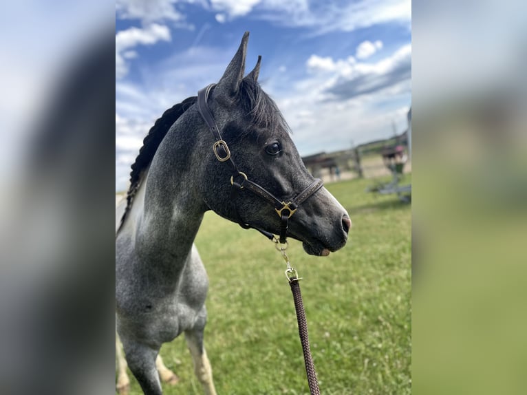 Arabisch Partbred Hengst 2 Jaar 140 cm Gevlekt-paard in Höbersdorf