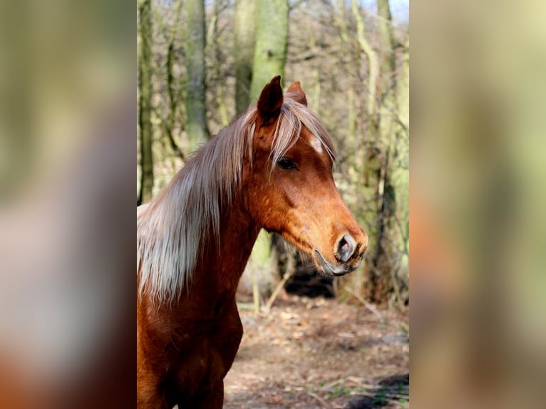 Arabisch Partbred Hengst 2 Jaar 152 cm Vos in Löwenberger Land