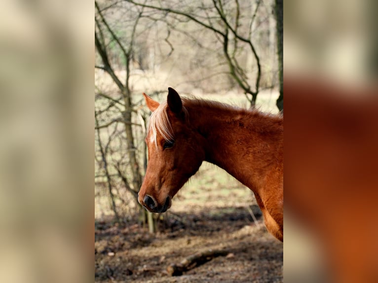 Arabisch Partbred Hengst 2 Jaar 152 cm Vos in Löwenberger Land