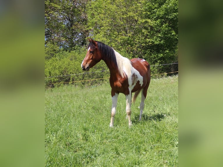 Arabisch Partbred Hengst 2 Jaar 154 cm  in Blankenhain