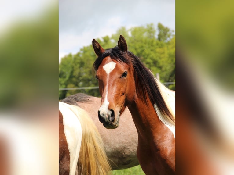 Arabisch Partbred Hengst 2 Jaar 154 cm  in Blankenhain