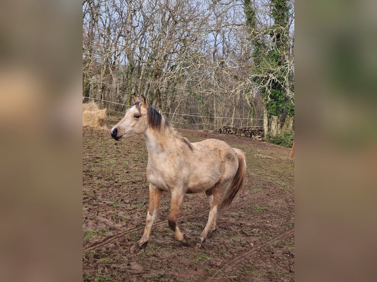 Arabisch Partbred Hengst 2 Jaar 155 cm Tobiano-alle-kleuren in Badefols-sur-Dordogne