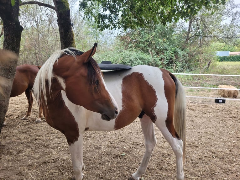 Arabisch Partbred Hengst 3 Jaar 150 cm Tobiano-alle-kleuren in Rousson