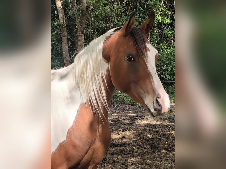 Arabisch Partbred Hengst 3 Jaar 150 cm Tobiano-alle-kleuren in Rousson