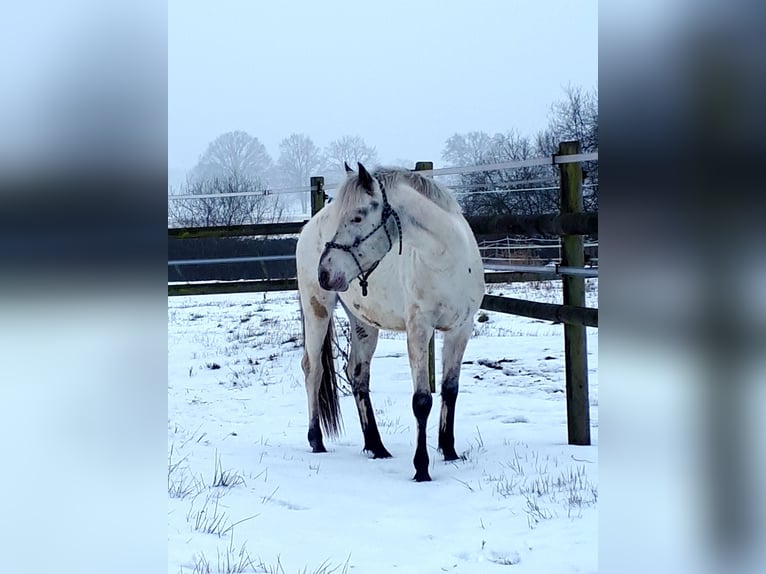 Arabisch Partbred Hengst 5 Jaar 152 cm Appaloosa in Sulingen