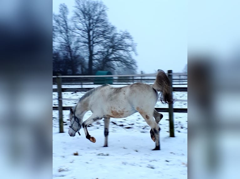 Arabisch Partbred Hengst 5 Jaar 152 cm Appaloosa in Sulingen
